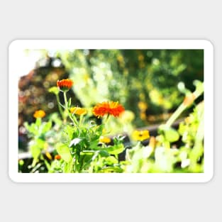 Orange and yellow flowers droplet sunshine Sticker